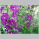 Angelonia 'Purple Improved'